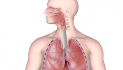 6-12 ноября – Неделя профилактики заболеваний органов дыхания
